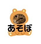 うちの癒し猫（個別スタンプ：4）