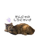 うちの癒し猫（個別スタンプ：5）
