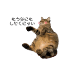 うちの癒し猫（個別スタンプ：7）
