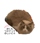 うちの癒し猫（個別スタンプ：8）