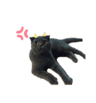 うちの癒し猫（個別スタンプ：12）