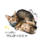 うちの癒し猫（個別スタンプ：13）
