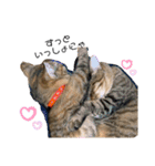 うちの癒し猫（個別スタンプ：16）