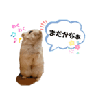 ゆみハムずスタンプ2(まちゅんぷ)（個別スタンプ：3）