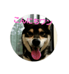 犬（姫ちゃん）（個別スタンプ：1）