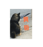 犬（姫ちゃん）（個別スタンプ：2）