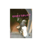 犬（姫ちゃん）（個別スタンプ：4）