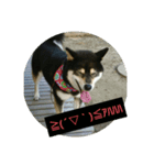 犬（姫ちゃん）（個別スタンプ：5）
