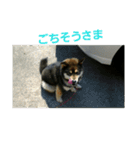 犬（姫ちゃん）（個別スタンプ：6）