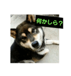 犬（姫ちゃん）（個別スタンプ：7）