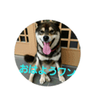 犬（姫ちゃん）（個別スタンプ：8）