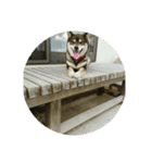 犬（姫ちゃん）（個別スタンプ：9）