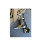 犬（姫ちゃん）（個別スタンプ：10）