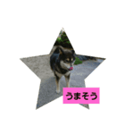 犬（姫ちゃん）（個別スタンプ：11）
