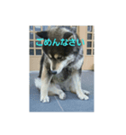 犬（姫ちゃん）（個別スタンプ：12）