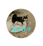 犬（姫ちゃん）（個別スタンプ：14）