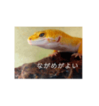 我が家の長男ぽむ（個別スタンプ：2）