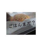 我が家の長男ぽむ（個別スタンプ：8）