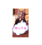 ロックフィールド 我が家の猫たち1（個別スタンプ：1）