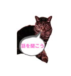 ロックフィールド 我が家の猫たち1（個別スタンプ：2）
