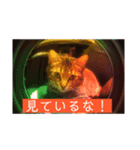 ロックフィールド 我が家の猫たち1（個別スタンプ：3）