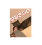 ロックフィールド 我が家の猫たち1（個別スタンプ：5）