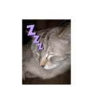 ロックフィールド 我が家の猫たち1（個別スタンプ：6）