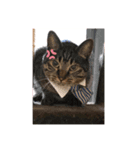 ロックフィールド 我が家の猫たち1（個別スタンプ：7）