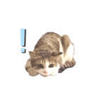 キジ白ネコちゃん（個別スタンプ：5）