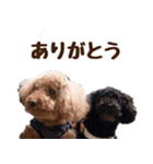 もこ＆しょこ（個別スタンプ：15）