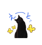 猫にゃ・にゃ・にゃ！part10（夏Ver）（個別スタンプ：23）