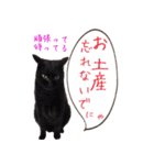 猫にゃ・にゃ・にゃ！part10（夏Ver）（個別スタンプ：24）