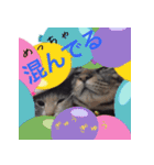 猫にゃ・にゃ・にゃ！part10（夏Ver）（個別スタンプ：32）