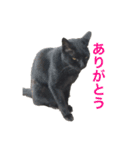 まちかねことさいとうさん（個別スタンプ：5）