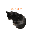 まちかねことさいとうさん（個別スタンプ：8）