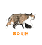 まちかねことさいとうさん（個別スタンプ：9）