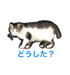 まちかねことさいとうさん（個別スタンプ：10）