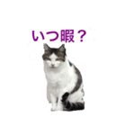 まちかねことさいとうさん（個別スタンプ：12）