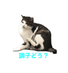 まちかねことさいとうさん（個別スタンプ：13）