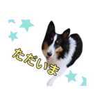 ここちゃぷー❤3（個別スタンプ：6）