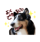 ここちゃぷー❤3（個別スタンプ：7）