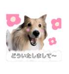 ここちゃぷー❤3（個別スタンプ：12）