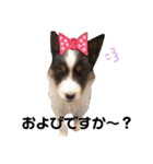 ここちゃぷー❤3（個別スタンプ：13）