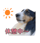 ここちゃぷー❤3（個別スタンプ：17）