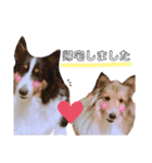 ここちゃぷー❤3（個別スタンプ：19）