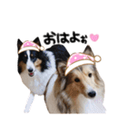 ここちゃぷー❤3（個別スタンプ：20）