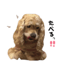 ここちゃぷー❤3（個別スタンプ：22）