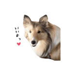 ここちゃぷー❤3（個別スタンプ：23）
