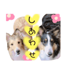 ここちゃぷー❤3（個別スタンプ：30）