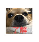 チワックス・ペリーの日常2（個別スタンプ：2）